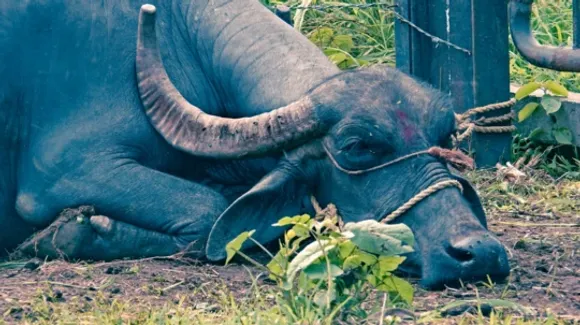 BUFFALO