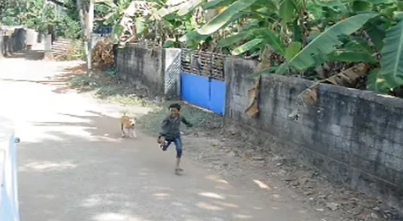 stray-dog.jpg