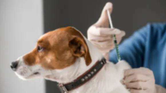 dog vaccination