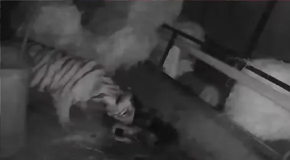 tiger