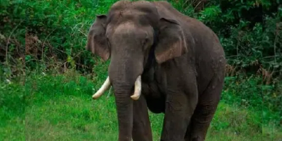 അരിക്കൊമ്പനെ മയക്കുവെടി വെക്കരുത്; ഹരജി സുപ്രിംകോടതി ഇന്ന് പരിഗണിക്കും