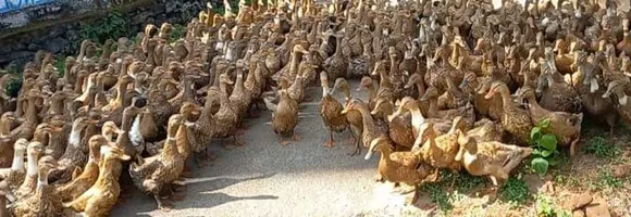 വേനൽക്കാലം വന്നതോടെ തീറ്റ തേടി താറാവുകൂട്ടം പാലക്കാടെത്തി