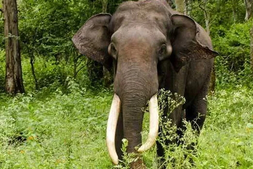 ധോണിയിൽ വനം വകുപ്പ് പിടികൂടിയ പിടി സെവന് വലതു കണ്ണിന്റെ കാഴ്ച നഷ്ടമായി