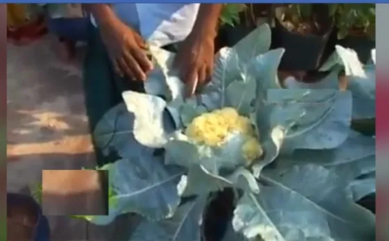 ടെറസിൽ കൃഷി ചെയ്യാൻ ആഗ്രഹിക്കുന്നുണ്ടോ ? എങ്കിൽ ഈ വീഡിയോ ഉപകാരപ്പെടും