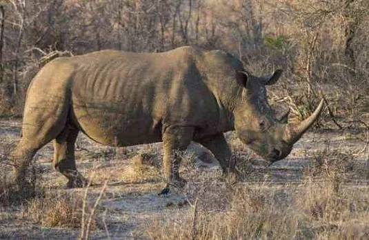 ഇന്ന് ലോക കാണ്ടാമൃഗ ദിനം; വംശനാശ ഭീഷണി നേരിടുന്ന ജീവികളിൽ ഒന്നാണ് കണ്ടാമൃഗം, അറിയാം ഇവയുടെ പ്രത്യേകതകൾ
