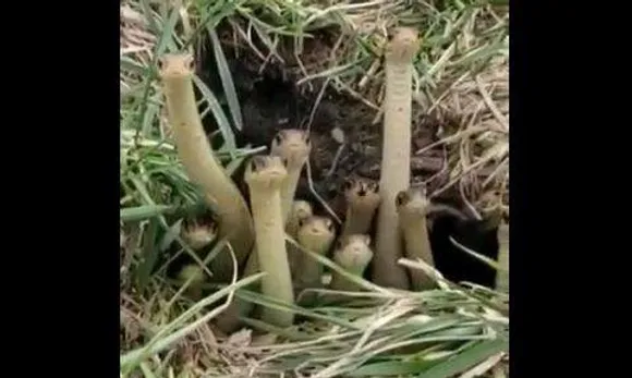 പാടത്തിന്റെ നടുവില്‍ മാളത്തില്‍ നിന്ന് കൂട്ടത്തോടെ എത്തിനോക്കുന്ന പാമ്പുകള്‍; വീഡിയോ വൈറല്‍