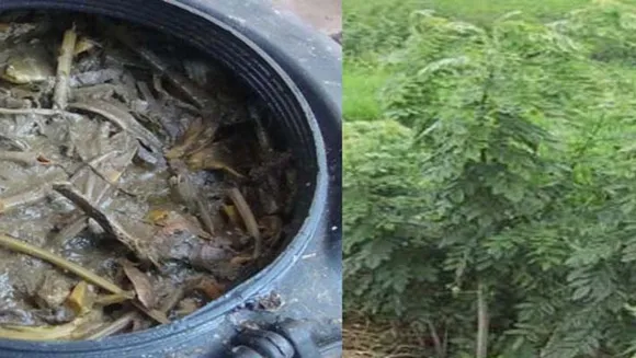 പച്ചക്കറികള്‍ക്കായി ശീമക്കൊന്ന – പച്ചച്ചാണകം കമ്പോസ്റ്റ് തയ്യാറാക്കാം