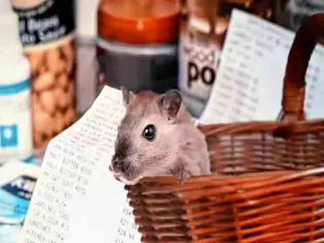 കൊറോണയ്ക്ക് ശേഷം ചൈനയില്‍ 'ഹാന്റ വൈറസ്' പൊട്ടിപ്പുറപ്പെടുന്നു