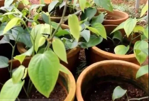 കുരുമുളക് നടുന്ന സമയത്ത്  ശ്രദ്ധിക്കേണ്ട ചില കാര്യങ്ങൾ