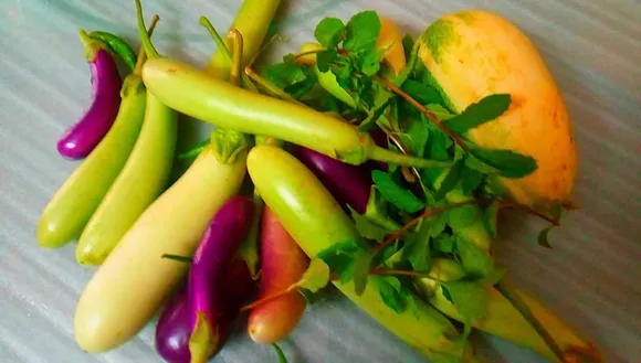 ജൈവ പച്ചക്കറി കൃഷി വീട്ടുവളപ്പിൽ; അടുക്കള തോട്ടത്തില്‍ നട്ടുവളര്‍ത്താന്‍ ഏറ്റവും മികച്ചത് ഇവ