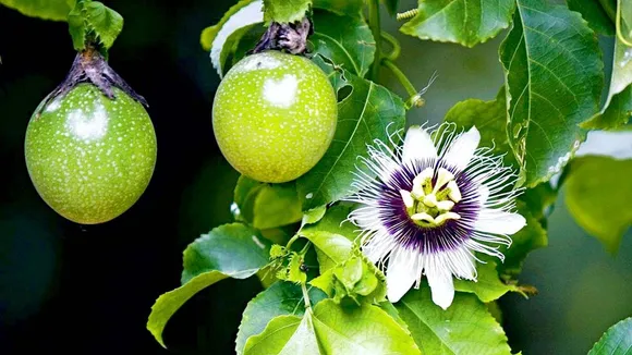 സ്‌ട്രെസ് മുതല്‍ ഉറക്കമില്ലായ്മ വരെ; പരിഹാരമുണ്ട് പാഷന്‍ ഫ്രൂട്ടില്‍ 
