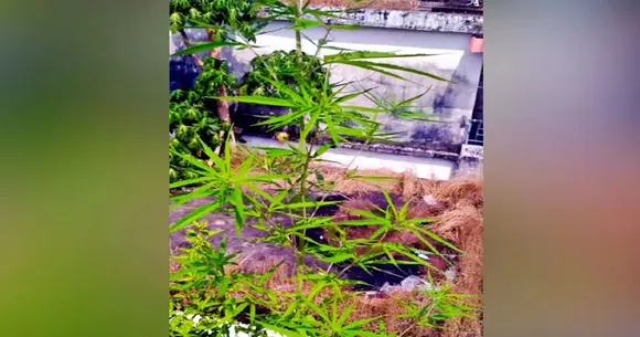 കാഞ്ഞങ്ങാട് സ്വകാര്യ വ്യക്തിയുടെ കെട്ടിടത്തിന്റെ ടെറസിൽ കഞ്ചാവുചെടി കണ്ടെത്തി