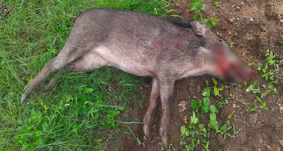 പന്നിശല്യം: കർഷകരുടെ രക്ഷയ്ക്ക് തോക്കുമായി മുൻ സൈനികൻ മോഹനൻ റെഡിയാണ്