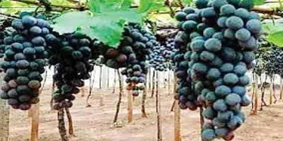 കാത്തിരിപ്പുകൾക്ക് വിരാമമിട്ട് ഒടുവിൽ കമ്പത്തെ കറുത്ത മുന്തിരിയെ തേടി ഭൗമസൂചിക പദവി എത്തി