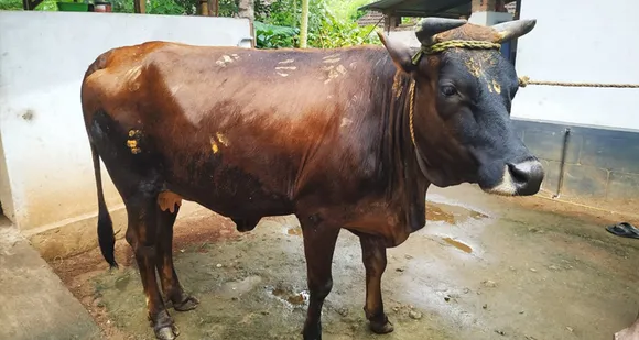 കന്നുകാലികളുടെ ഓണം; പാലക്കാടൻ നെൽ കാർഷികമേഖലയുടെ പഴമയുടെ തിരുശേഷിപ്പായി ആയില്യം, മകം ആഘോഷം