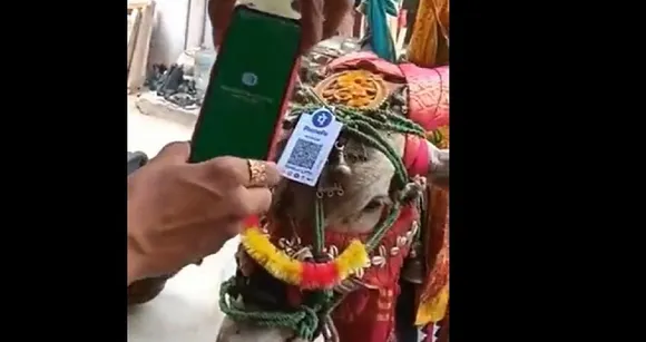 ഇങ്ങനെയും ഡിജിറ്റലാകാം! നേര്‍ച്ച സ്വീകരിക്കാന്‍ തലയില്‍ ക്യുആര്‍ കോഡുമായി കാള-വീഡിയോ വൈറല്‍