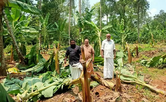 ചുഴലിക്കാറ്റില്‍ കൃഷി നാശം; വെളിയന്നൂര്‍ ഭാഗത്ത് ഏത്തവാഴത്തോട്ടം നശിച്ചു