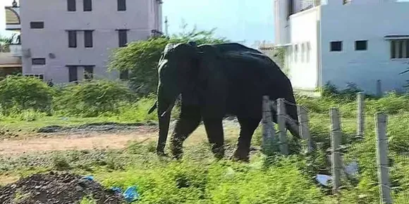 അരിക്കൊമ്പൻ ഷണ്മുഖ ഡാമിന് സമീപം; സൗകര്യപ്രദമായ സ്ഥലത്തെത്തിയാൽ മയക്കുവെടിവയ്ക്കും