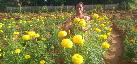 സംസ്ഥാന സർക്കാറിന്റെ 'ഞങ്ങളും കൃഷിയിലേക്ക്' പദ്ധതിയുടെ ഭാഗമായി കെജിഒഎഫും കൃഷിയിടത്തിലേക്ക്