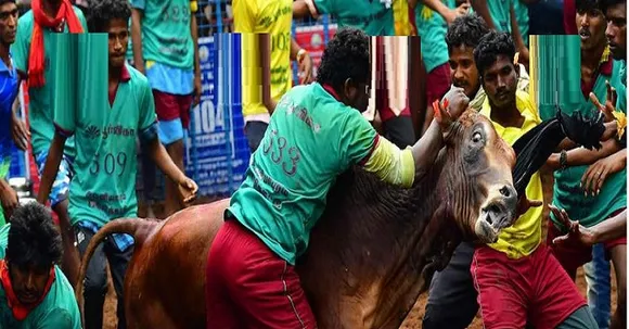 ആവണിയാപുരം ജല്ലിക്കെട്ടിനിടെ നെഞ്ചിൽ കാളയുടെ കുത്തേറ്റ 18കാരന് ദാരുണാന്ത്യം