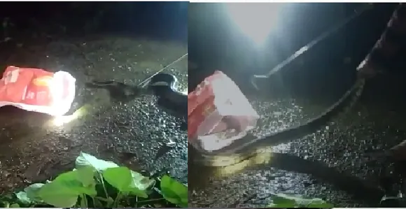 മലവെള്ളത്തിലൊഴുകിയെത്തി കരയിൽ ഇരതേടിയിറങ്ങിയ പെരുമ്പാമ്പ് പിടിയിൽ