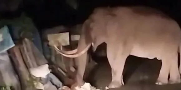 മൂന്നാറിൽ വീണ്ടും പ​ട​യ​പ്പയുടെ വിളയാട്ടം; ടോ​പ്പ് സ്റ്റേ​ഷ​നിലെ ക​ട ത​ക​ര്‍​ത്തു, ഒ​ന്ന​ര മ​ണി​ക്കൂ​റോ​ളം ഗ​താ​ഗ​തവും മു​ട​ങ്ങി