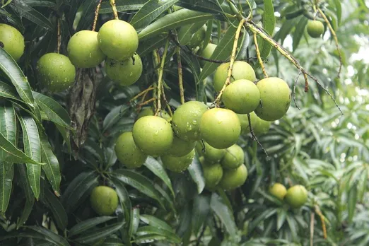 കര്‍പ്പൂര വരിക്ക,താളി മാങ്ങ,കസ്തൂരി മാങ്ങ; കേരളത്തില്‍ ഇനിയുമുണ്ട് ഏറെ മാവുകള്‍ !