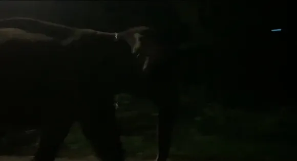 പാലാ ഐങ്കൊമ്പില്‍ ആന വിരണ്ടോടി; ഭീതിയിലായി നാട്ടുകാര്‍