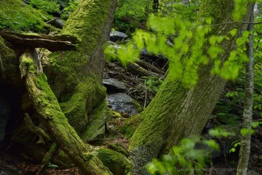 മേമനെകൊല്ലി (നോവൽ ഭാഗം - 4)