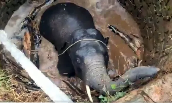 കിണറ്റില്‍ വീണ ആനക്കുട്ടിയെ 'ആര്‍ക്കിമെഡിസ്' രക്ഷിച്ചു