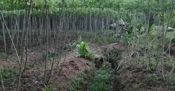 കാട്ടുപന്നിയുടെ ശല്യം; കൊല്ലം ചിറക്കരയിലെ കര്‍ഷകര്‍ ദുരിതത്തിൽ