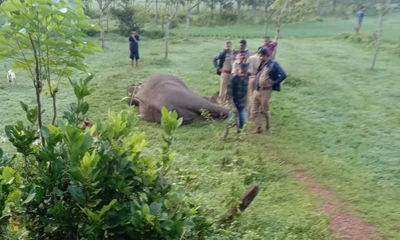 മുണ്ടൂർ നൊച്ചുപ്പുള്ളിയില്‍ വൈദ്യുത വേലിയില്‍നിന്നും ഷോക്കേറ്റ് കാട്ടാന ചെരിഞ്ഞു