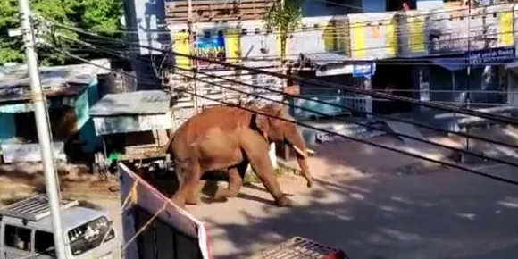 ദൃശ്യങ്ങൾ പകർത്തുന്നതിനു പ്രദേശത്ത് യുവാക്കൾ ചേർന്ന് ഡ്രോൺ പറത്തി; കമ്പം ടൗണിലിറങ്ങി പരാക്രമം കാട്ടിയതിനുശേഷം പുളിമരത്തോട്ടത്തിൽ നിലയുറപ്പിച്ചിരുന്ന അരിക്കൊമ്പൻ തിരിച്ചിറങ്ങി; ഓപ്പറേഷൻ അരിക്കൊമ്പൻ’ നാളെ ഉച്ചയ്ക്കുശേഷം; ആനമലയിൽനിന്നു മൂന്നു കുങ്കിയാനകളെ എത്തിക്കും