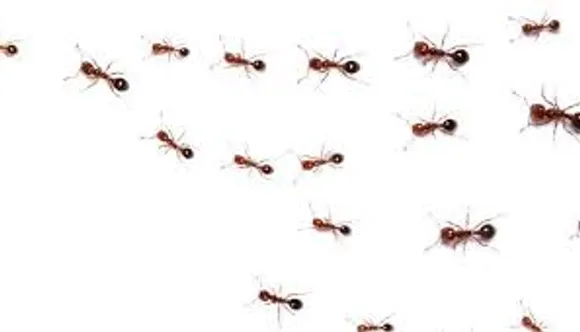 ഉറുമ്പ് ശല്യം എന്നന്നേക്കും അകറ്റാനുള്ള വഴികൾ ഏതെല്ലാമെന്ന് നോക്കാം