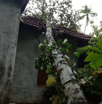 കുറവിലങ്ങാട് കാറ്റിലും മഴയിലും വ്യാപക നഷ്ടം. വീടുകൾക്ക് മേൽ മരം വീണും നാശം !