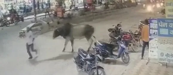 കാളയുടെ മിന്നലാക്രമണം; റോഡിലേക്ക് തെറിച്ചുവീണ് ട്രാഫിക് പൊലീസുകാരൻ-വീഡിയോ