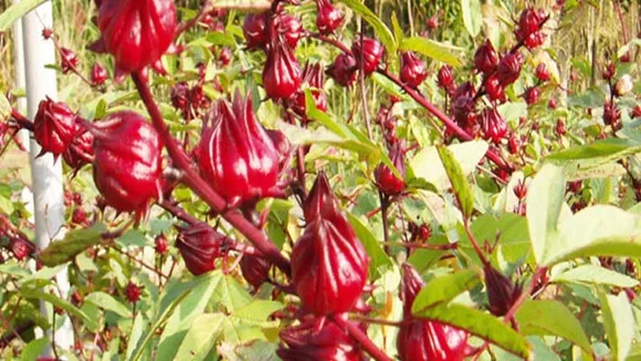 പുളിവെണ്ടയുടെ ഔഷധ ​ഗുണത്തെ കുറിച്ച് അറിയാം