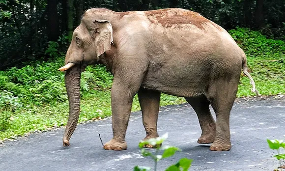 നെല്ലിയാമ്പതി കൈകാട്ടിയിൽ കാട്ടാന മണിക്കൂറുകളോളം ഗതാഗതം തടസപ്പെടുത്തി