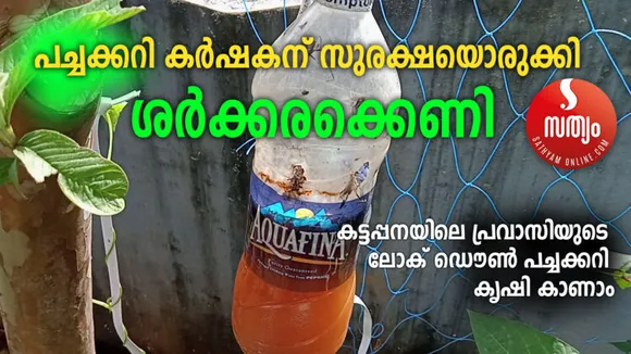 പച്ചക്കറി കര്‍ഷകന് സുരക്ഷയൊരുക്കി ശര്‍ക്കരക്കെണി! കട്ടപ്പനയിലെ പ്രവാസിയുടെ ലോക് ഡൌണ്‍ പച്ചക്കറി കൃഷി കാണാം...