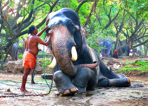 ഗുരുവായൂരിലെ കൊമ്പന്മാർക്ക് ജൂലൈ സുഖചികിത്സാകാലം ; നാല്പത്തിനാലുപേർക്കും ഒരു മാസത്തെ ചികിത്സയും സമ്പൂർണ്ണ വിശ്രമവും
