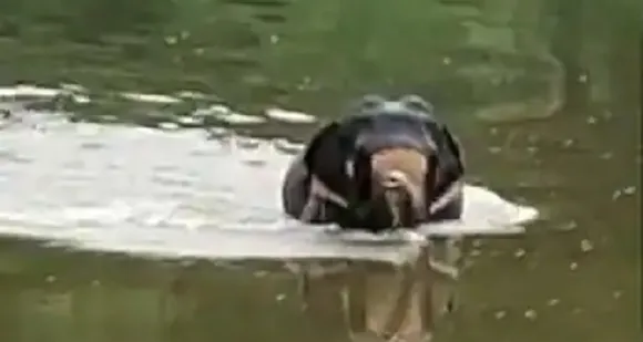 പത്തനംതിട്ടയിൽ ഇടഞ്ഞ ആന ആറ്റിൽ ചാടി; നട്ടംതിരിഞ്ഞ് പാപ്പാന്മാര്‍! അനുനയിപ്പിച്ച് കരയ്ക്ക് കേറ്റാൻ ശ്രമം തുടരുന്നു