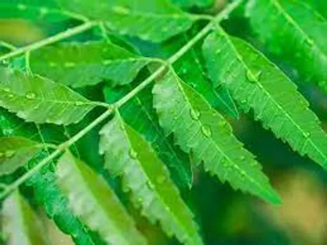 രക്തശുദ്ധിക്ക് ഉത്തമമായ ഔഷധമാണ് ആര്യവേപ്പ്; ആര്യവേപ്പിന്റെ ഗുണവിശേഷങ്ങൾ നോക്കാം..