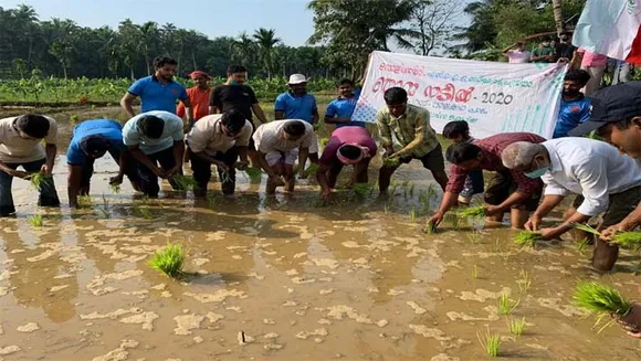 കീഴുപറമ്പ് വാളക്കര കാരാട്ട് പാടത്ത്  യുവ കൂട്ടായ്മയിൽ വീണ്ടും നെൽകൃഷി ആരംഭിച്ചു