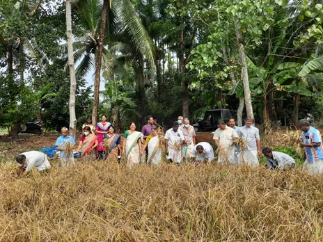 കഴിഞ്ഞവര്‍ഷം കൊയ്ത്ത് ഉത്സവം നടത്തിയ നെല്‍പ്പാടം ഈ വര്‍ഷം കമുക് തോട്ടം..!!