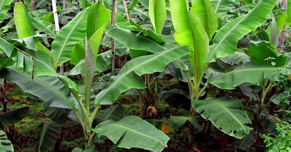 വാഴയുടെ കുറുനാമ്പ് അഥവാ നാക്കടപ്പ് രോഗത്തെ നിയന്ത്രിക്കാം