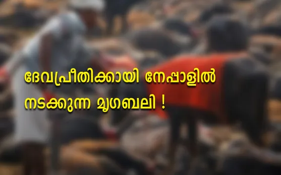 ദേവപ്രീതിക്കായി നേപ്പാളില്‍ നടക്കുന്ന മൃഗബലി ! കാട്മണ്ഡുവില്‍ നിന്ന് നൂറു കിലോമീറ്റര്‍ അകലെ ബാറാ ജില്ലയിലെ ബാരിയാര്‍പൂര്‍ ഗ്രാമത്തിലെ ഒരു ക്ഷേത്രത്തില്‍ അഞ്ചു വര്‍ഷത്തിലൊരിക്കല്‍ നടക്കുന്ന ആചാരമാണ് ഈ മൃഗബലി ! ആരും കാട്ടാൻ മടിക്കുന്ന കൊടും ക്രൂരത...