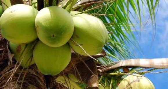 സെപ്റ്റംബര്‍ 2 ലോക നാളികേര ദിനം ; ഉണര്‍വിനും ഊര്‍ജത്തിനും ഇളനീര്‍; അറിയാം ഗുണങ്ങള്‍...