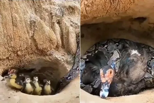 കൂട്ടിലേക്ക് ഇ‍ഴഞ്ഞെത്തിയ പെരുമ്പാമ്പിന് സ്വന്തം പ്രാണന്‍ നല്‍കി കുഞ്ഞുങ്ങളെ രക്ഷിക്കുന്ന അമ്മ പക്ഷി; കണ്ണുനനയിച്ച് വീഡിയോ