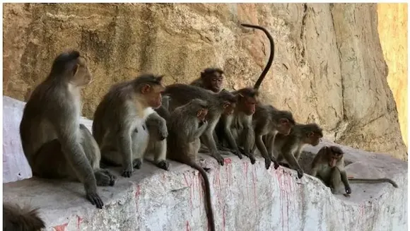 കുരങ്ങില്‍ നിന്ന് മനുഷ്യരിലേക്ക് പകരുന്ന മങ്കി ബി വൈറസ് ബാധിച്ച് ചൈനയില്‍ ഒരാള്‍ മരിച്ചതായി റിപ്പോര്‍ട്ട്; ആശങ്ക വേണ്ടെന്ന് വിദഗ്ധര്‍