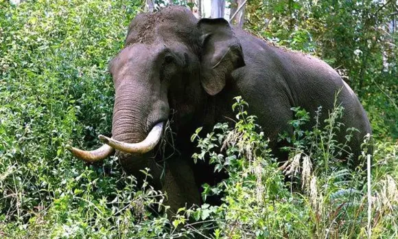അരിക്കൊമ്പനെക്കുറിച്ച് സമൂഹ മാധ്യമങ്ങളിൽ തെറ്റായ വിവരങ്ങൾ പ്രചരിപ്പിച്ചാൽ നടപടിയെന്ന് തേനി കലക്ടർ; നിരോധനാജ്ഞ തുടരും